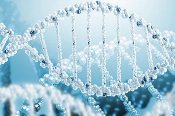 dna和蛋白质;基因组蓝图：DNA与蛋白质的协奏曲